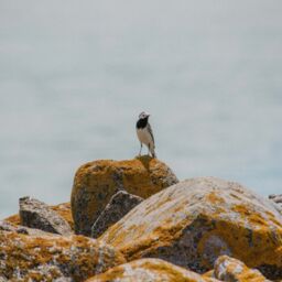 Vogel sitzt auf einem Stein beim Südmolensteg